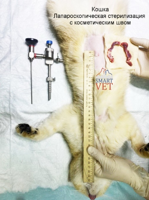 Стерилизация кошки или собаки. Полезная информация для владельцев животных.