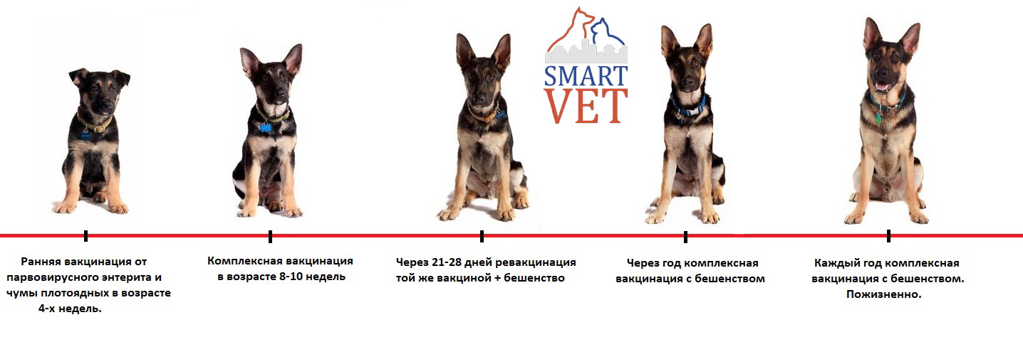 Обзор вакцин для собак: основные препараты и схемы прививок